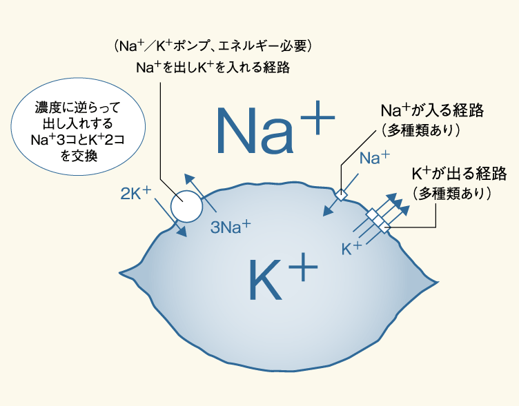 整体の様子